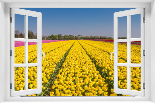 Fototapeta Naklejka Na Ścianę Okno 3D - Panorama of yellow tulips in the Noordoostpolder, Holland