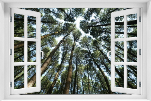 Fototapeta Naklejka Na Ścianę Okno 3D - pine tree in forest