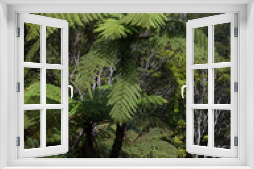 Fototapeta Naklejka Na Ścianę Okno 3D - Forest and ferns. Northland New Zealand