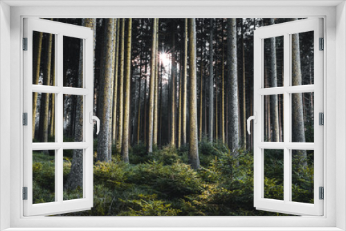 Fototapeta Naklejka Na Ścianę Okno 3D - stimmungsvoller Wald lichtdurchflutet, Winterspaziergang