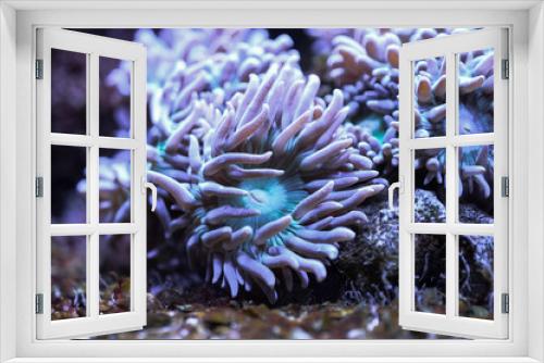 Fototapeta Naklejka Na Ścianę Okno 3D - Anemona under neon light
