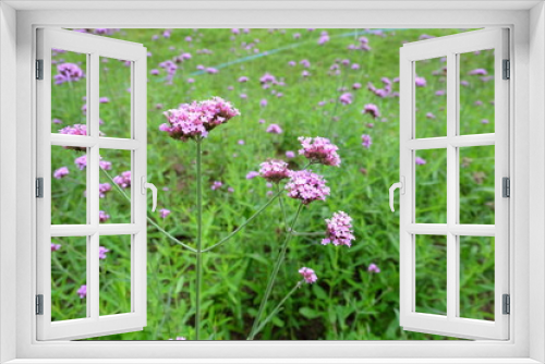 Fototapeta Naklejka Na Ścianę Okno 3D - flowers in the garden