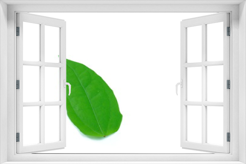 Fototapeta Naklejka Na Ścianę Okno 3D - Fresh green leaves On a white background