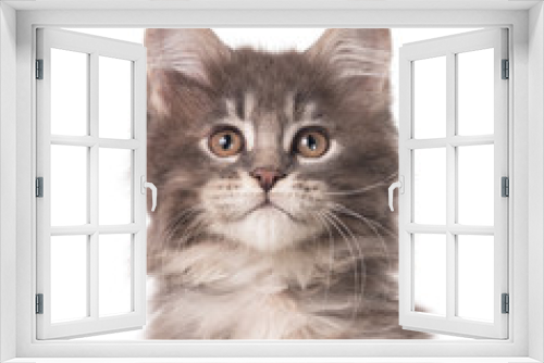 Fototapeta Naklejka Na Ścianę Okno 3D - Maine Coon kitten
