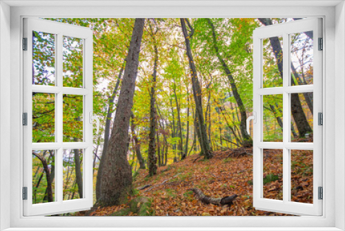 Fototapeta Naklejka Na Ścianę Okno 3D - Autumn in the forest