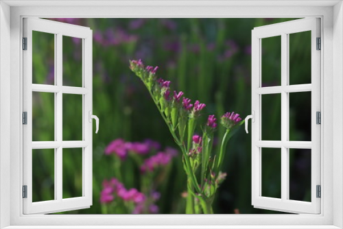 Fototapeta Naklejka Na Ścianę Okno 3D - pink flowers in the garden