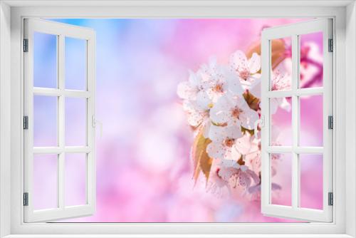 Fototapeta Naklejka Na Ścianę Okno 3D - Beautiful branch of blossoming cherry on pink and blue background. Artistic nature landscape of spring flowers.