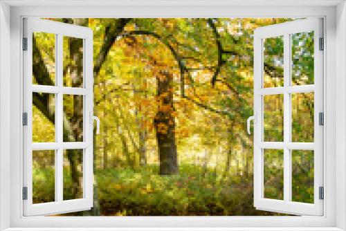 Fototapeta Naklejka Na Ścianę Okno 3D - W lesie