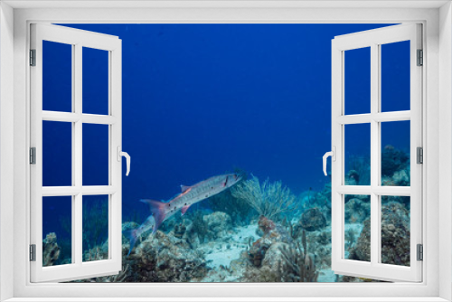 Fototapeta Naklejka Na Ścianę Okno 3D - Seascape in turquoise water of coral reef in Caribbean Sea / Curacao with Barracuda, coral and sponge