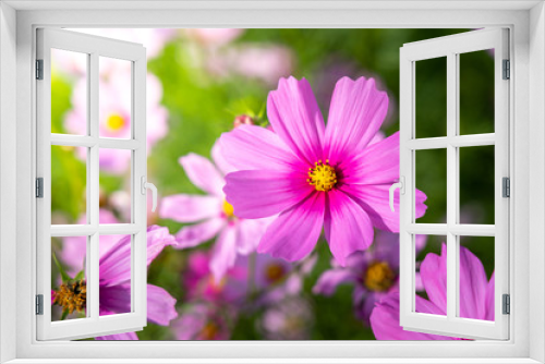 Fototapeta Naklejka Na Ścianę Okno 3D -  Beautiful Cosmos flowers in garden. Nature background.