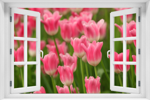 Fototapeta Naklejka Na Ścianę Okno 3D - Pink tulip flower in early spring season garden with copy space for design purpose