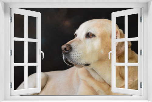 Fototapeta Naklejka Na Ścianę Okno 3D - labrador in front of black background