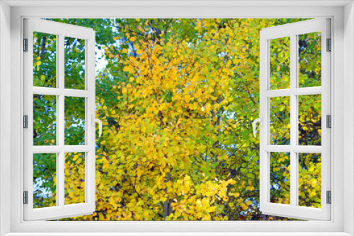 Fototapeta Naklejka Na Ścianę Okno 3D - Autumn Leaves (OR 01345)