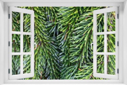 Fototapeta Naklejka Na Ścianę Okno 3D - Closeup of evergreen branch pine needles, as a nature background