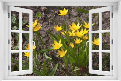 Fototapeta Naklejka Na Ścianę Okno 3D - Bright yellow flowers