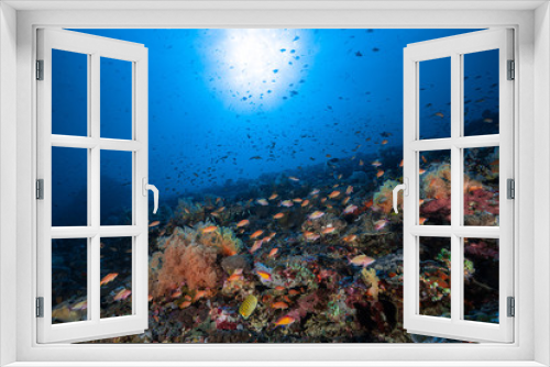 Fototapeta Naklejka Na Ścianę Okno 3D - Colourful Coral Reef