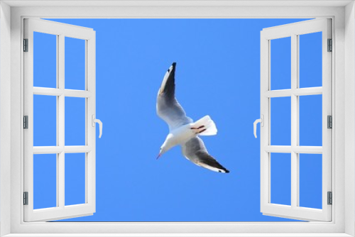 Fototapeta Naklejka Na Ścianę Okno 3D - Seagull soaring in the clean blue sky.