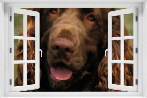 Fototapeta Naklejka Na Ścianę Okno 3D - FIELD SPANIEL