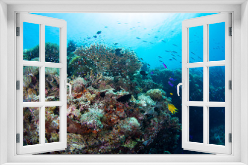 Fototapeta Naklejka Na Ścianę Okno 3D - coral reef with tropical fish