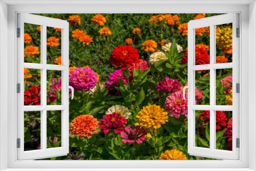 Fototapeta Naklejka Na Ścianę Okno 3D - Natural background with beautiful colorful –yellow, red and pink – zinnia flowers, growing in the garden. 