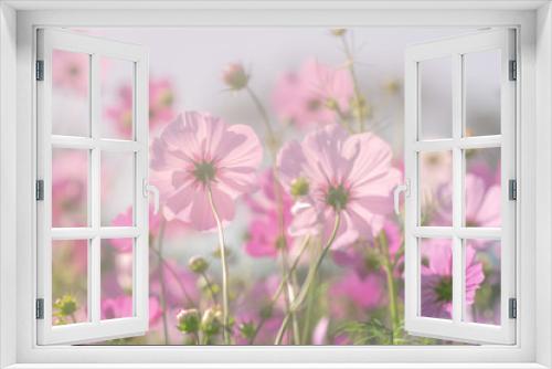 Fototapeta Naklejka Na Ścianę Okno 3D - Pink cosmos flower and  soft focus,Pretty background