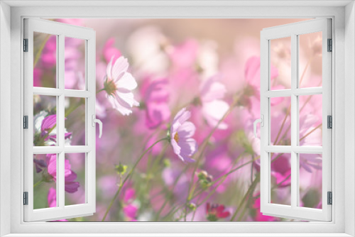 Fototapeta Naklejka Na Ścianę Okno 3D - cosmos flower pretty background and soft focus