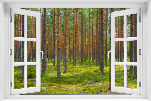 Fototapeta Naklejka Na Ścianę Okno 3D - Sun shining in a beautiful pine forest in Sweden