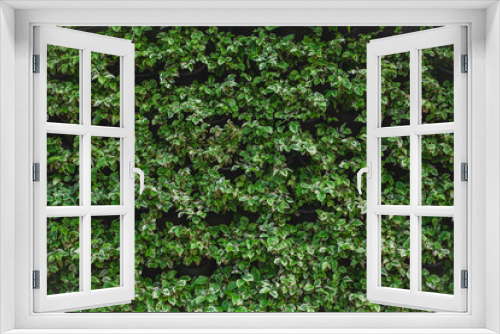 Fototapeta Naklejka Na Ścianę Okno 3D - wall is full of Vegetation green color.  Beautiful vertical garden nature background