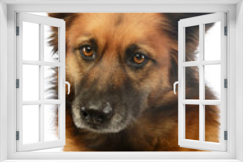 Fototapeta Naklejka Na Ścianę Okno 3D - Portrait of an adorable mixed breed dog
