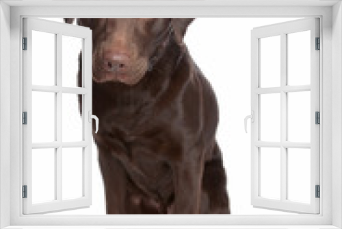Fototapeta Naklejka Na Ścianę Okno 3D - Labrador retriever