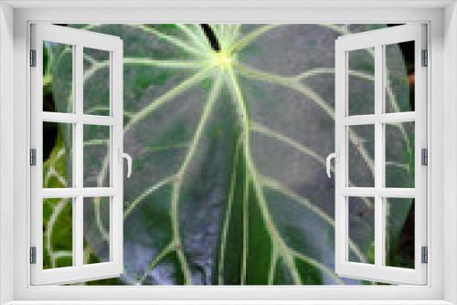 Fototapeta Naklejka Na Ścianę Okno 3D - Anthurium crystallinum (2019)