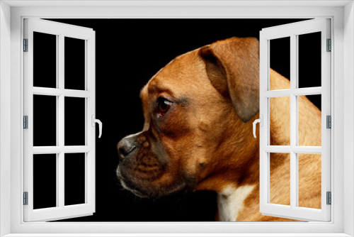 Fototapeta Naklejka Na Ścianę Okno 3D - Portrait of an adorable boxer puppy