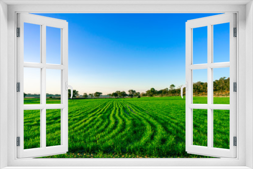 Fototapeta Naklejka Na Ścianę Okno 3D - rural landscape with field and blue sky