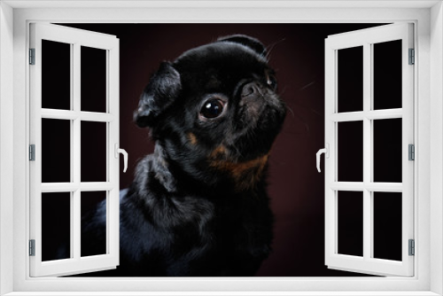 Fototapeta Naklejka Na Ścianę Okno 3D - Portrait of the dog Petit brabanson on a dark background