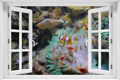 Fototapeta Naklejka Na Ścianę Okno 3D - Yellowtail clownfish, (Amphiprion clarkii)
