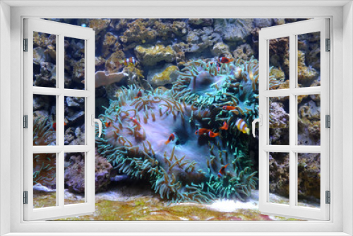 Fototapeta Naklejka Na Ścianę Okno 3D - Yellowtail clownfish, (Amphiprion clarkii) and Cinnamon clown, (Amphiprion melanopus)