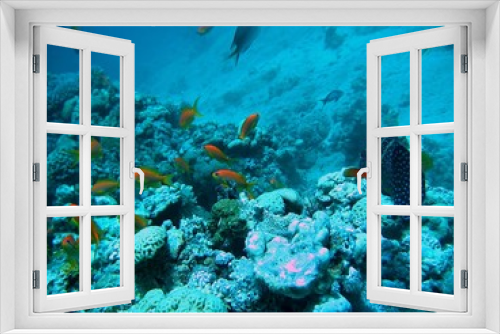 Fototapeta Naklejka Na Ścianę Okno 3D - Little yellow fish swiming near corals in deep blue ocean