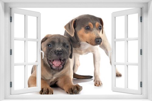 Fototapeta Naklejka Na Ścianę Okno 3D - puppy cane corso and brazilian terrier