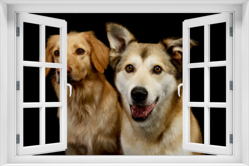 Fototapeta Naklejka Na Ścianę Okno 3D - Portrait of an adorable Golden retriever and a mixed breed dog