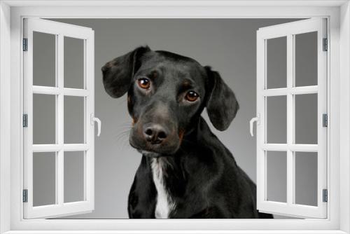 Fototapeta Naklejka Na Ścianę Okno 3D - Portrait of a beautiful mixed breed dog