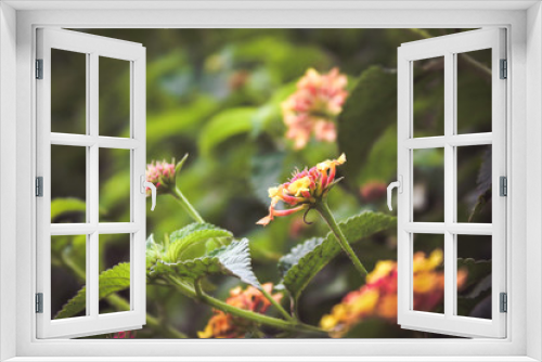 Fototapeta Naklejka Na Ścianę Okno 3D - Lantana flower blooming