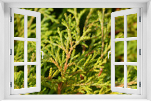 Fototapeta Naklejka Na Ścianę Okno 3D - Hinoki cypress Pygmaea