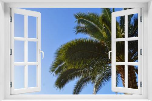 Fototapeta Naklejka Na Ścianę Okno 3D - Palm tree in Madeira Island