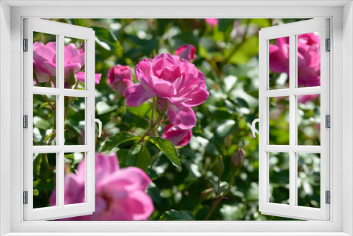 Fototapeta Naklejka Na Ścianę Okno 3D - Natural bouquet of rose bushes growing in the garden. Multi-colored roses blooming in the natural environment. Beautiful flowering plant.