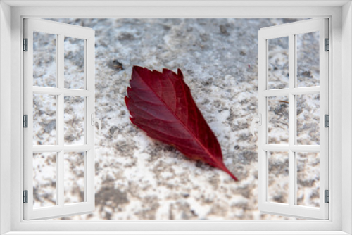 Fototapeta Naklejka Na Ścianę Okno 3D - Autumn Red Maple Leaf