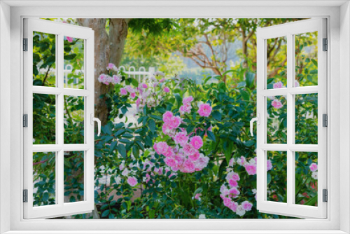 Fototapeta Naklejka Na Ścianę Okno 3D - 庭に咲くミニバラ