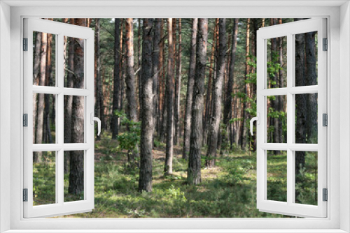 Fototapeta Naklejka Na Ścianę Okno 3D -  spring forest season