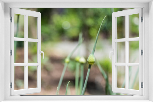 Fototapeta Naklejka Na Ścianę Okno 3D - Garlic as a plant in a garden.