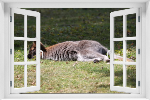 Fototapeta Naklejka Na Ścianę Okno 3D - Bennett Wallaby, Kangaroo