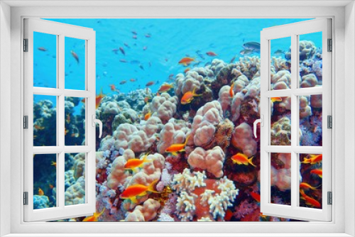 Fototapeta Naklejka Na Ścianę Okno 3D - Beautiful tropical coral reef with shoal or coral fish